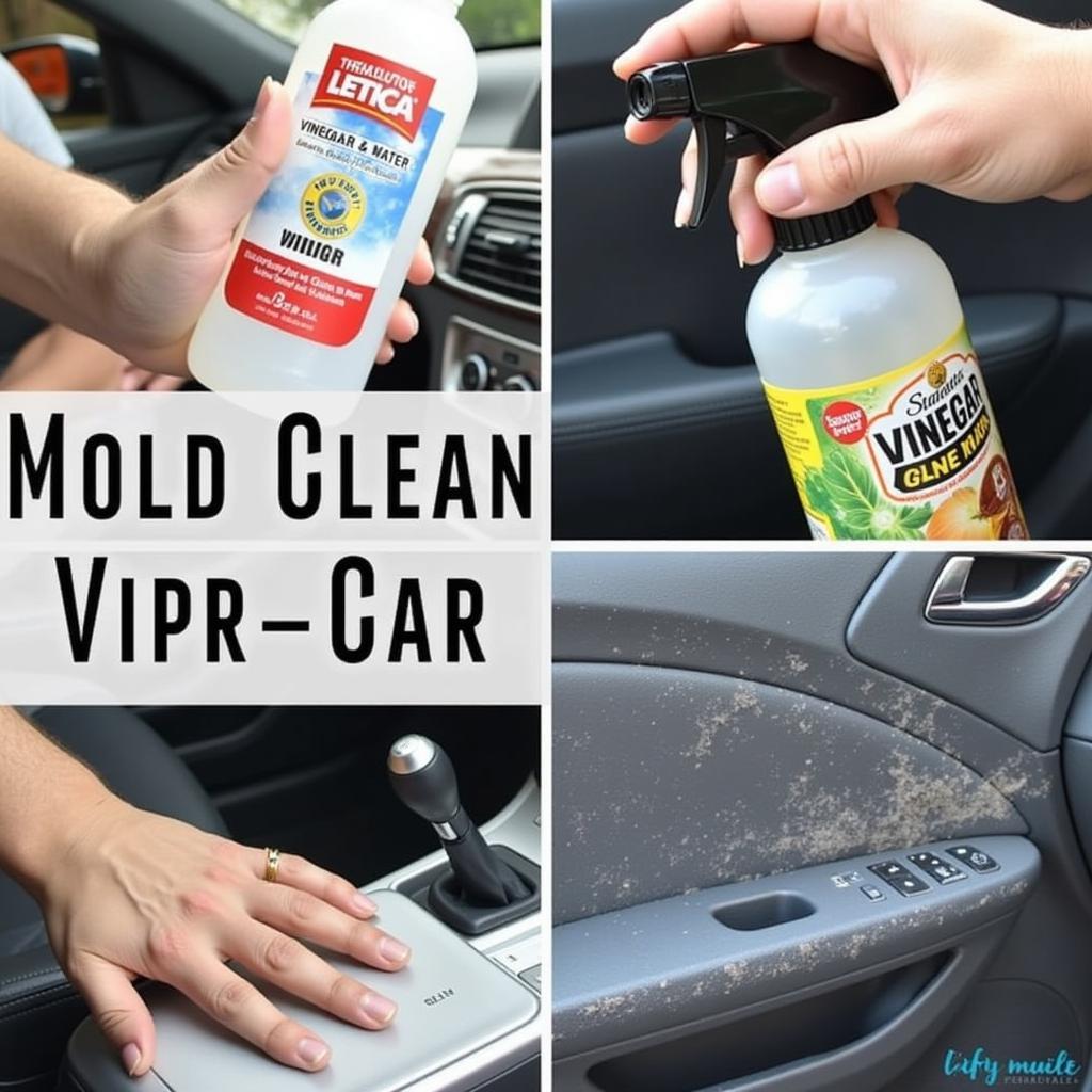 DIY Car Detail Mold Removal Using Vinegar Solution